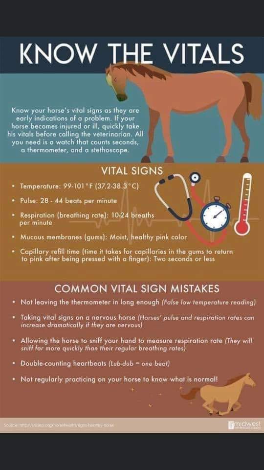 EquiHealthCda's tweet photo. Vital Signs

#equihealthcanada #horse #firstaid #horses #ehc https://t.co/cu2IES9WdS