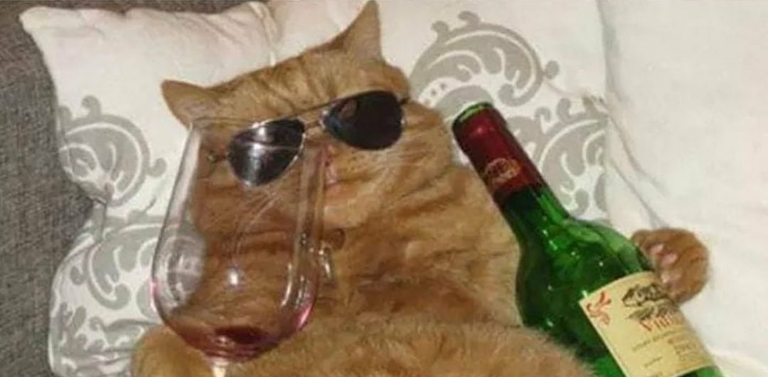 cursedcatimages's tweet photo. uncle dale please lay off the wine https://t.co/tdYk3Cl6Wq