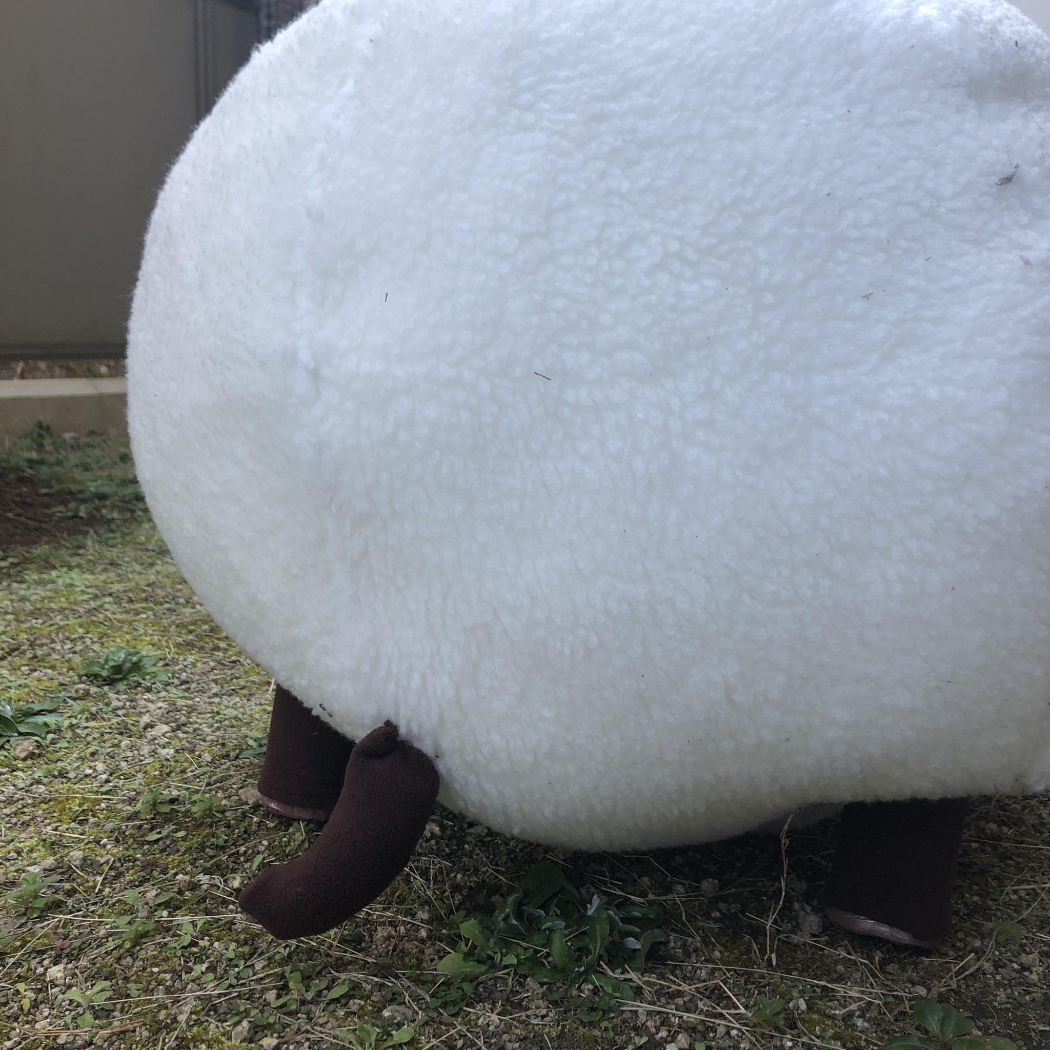 石季 せっき ホップの等身大ウールーぬいぐるみ完成したぁあ ﾟ ﾟ W ﾟ ﾟ T Co 1vpyhekqdv Twitter