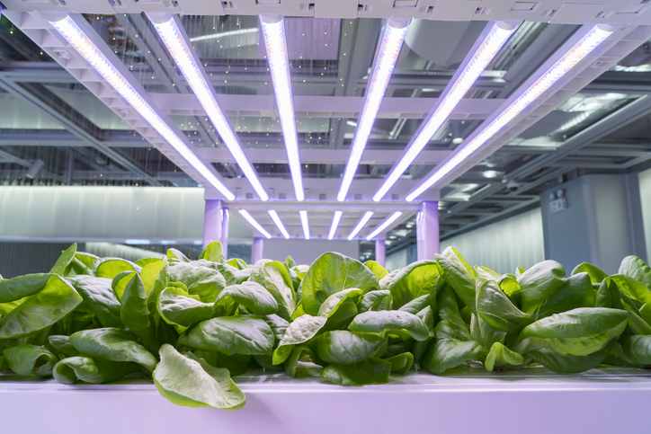What Is Hydroponic Gardening – What You Need To Know

#gardening #gardeningtips  #HealthyEating  #HealthyFood 

about-going-green.com/what-is-hydrop…