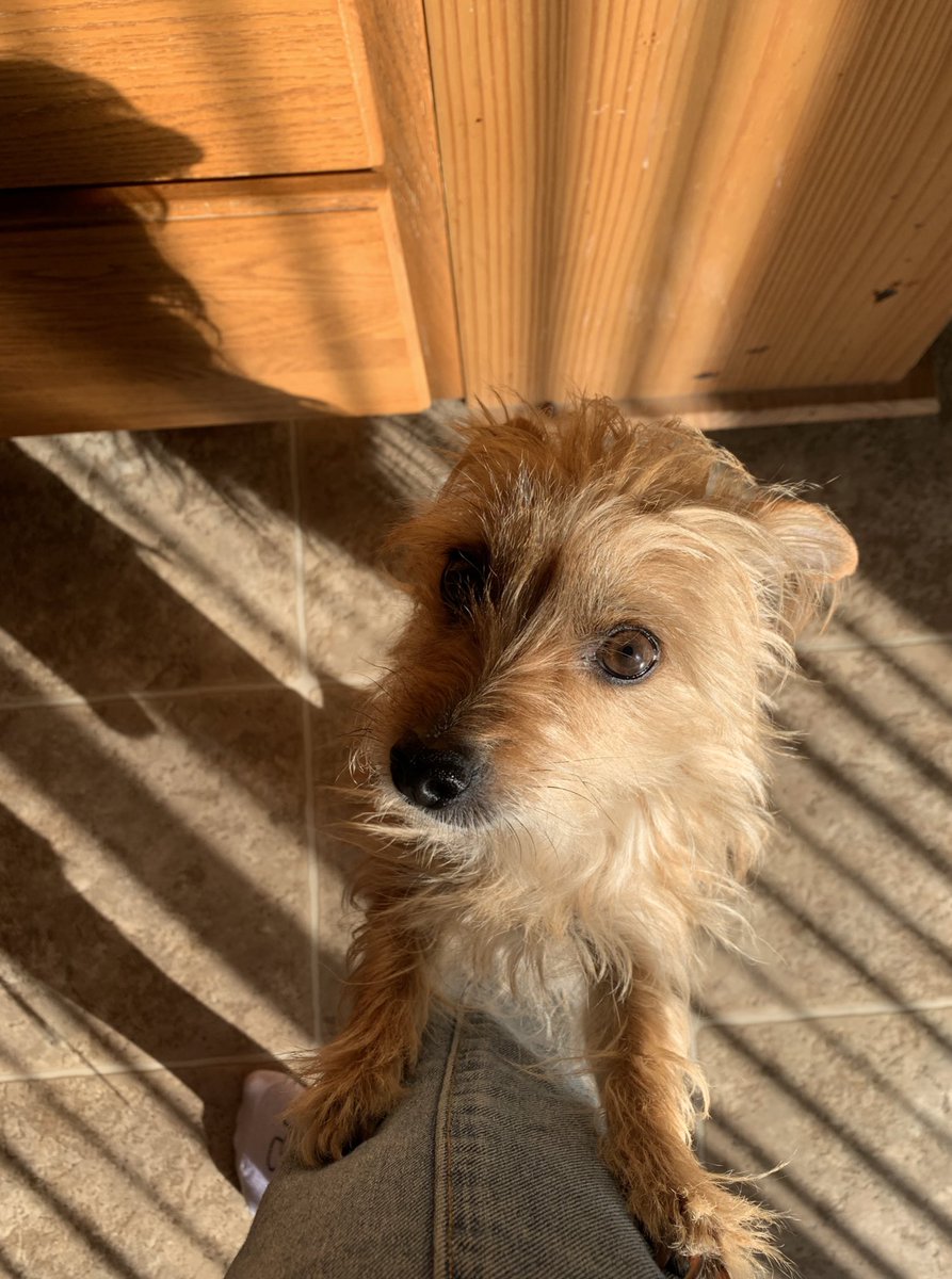 athenathechipoo's tweet photo. I hope everyone had a great Monday 🐶 it was sunny and 70°. Perfect day to lay in the sun and eat puppachinos https://t.co/h2m24UN3Q0