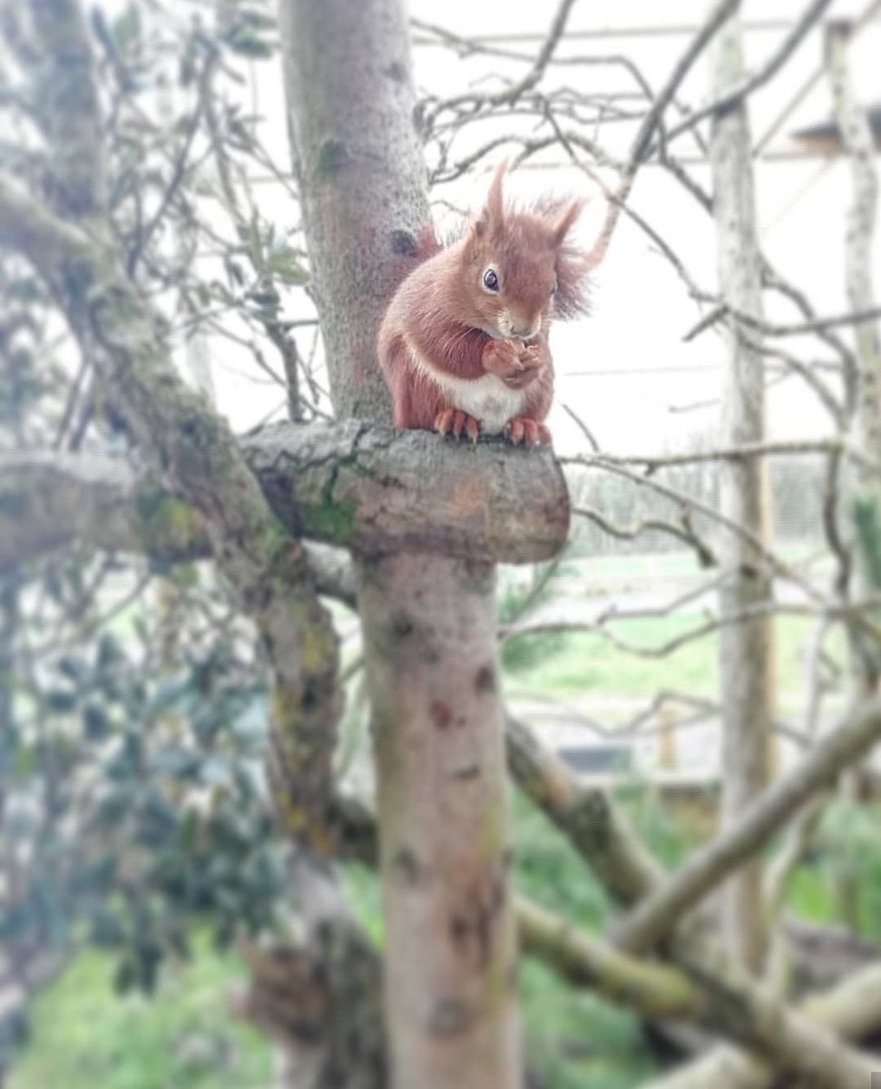 Today is Squirrel Appreciation Day! Here's a photo of our male red squirrel Secret. Recently a female called Jessie joined us from Shepreth Wildlife Park, and she will be introduced to Secret soon 😊 Happy squirrel day!
#SquirrelAppreciationDay #redsquirrel #WildlifeZone
