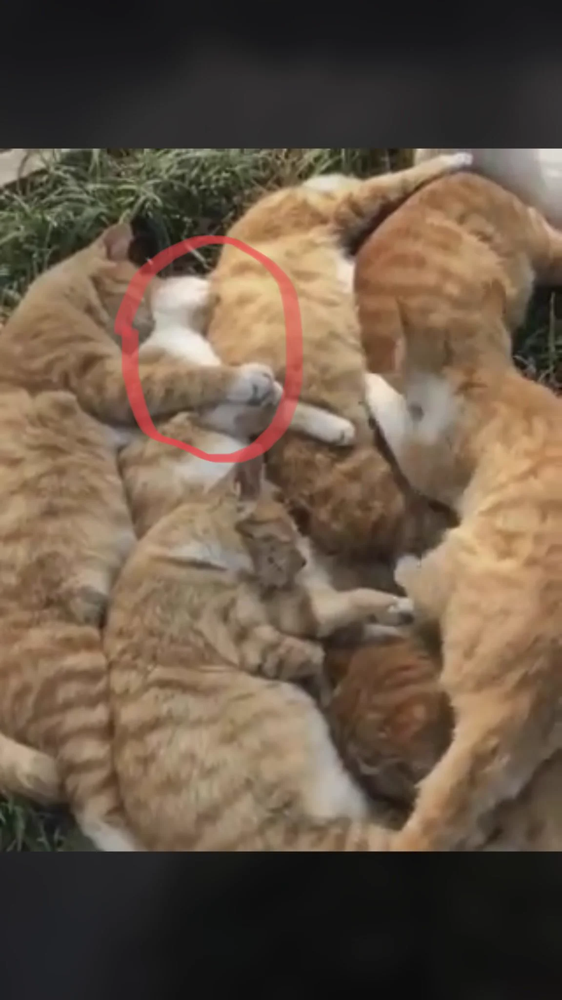 @mofnekoclub この子めっちゃ幸せそう 