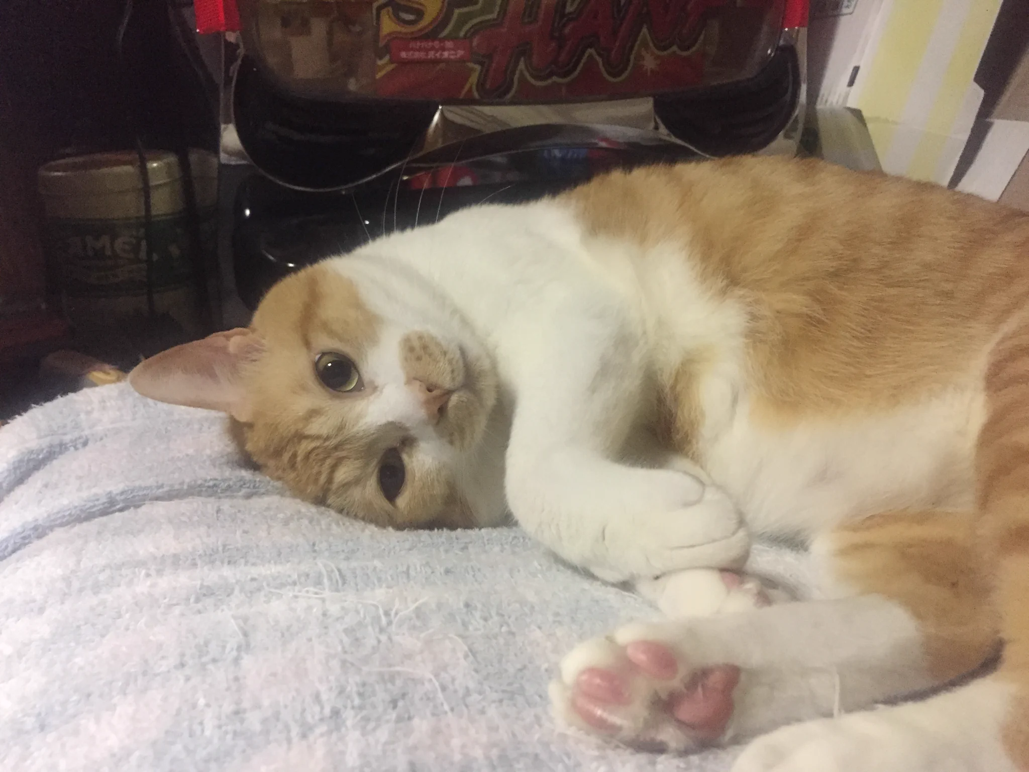 @mofnekoclub うちのふくもいます 