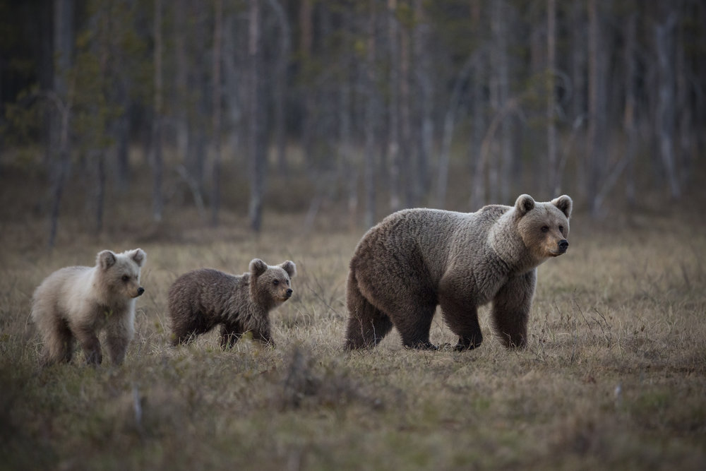 Join us in Finland during May 2021 and experience the thrill and excitement of the Bears rutting season. 

For more info or to book now: bearphoto.co.uk/bears-rut