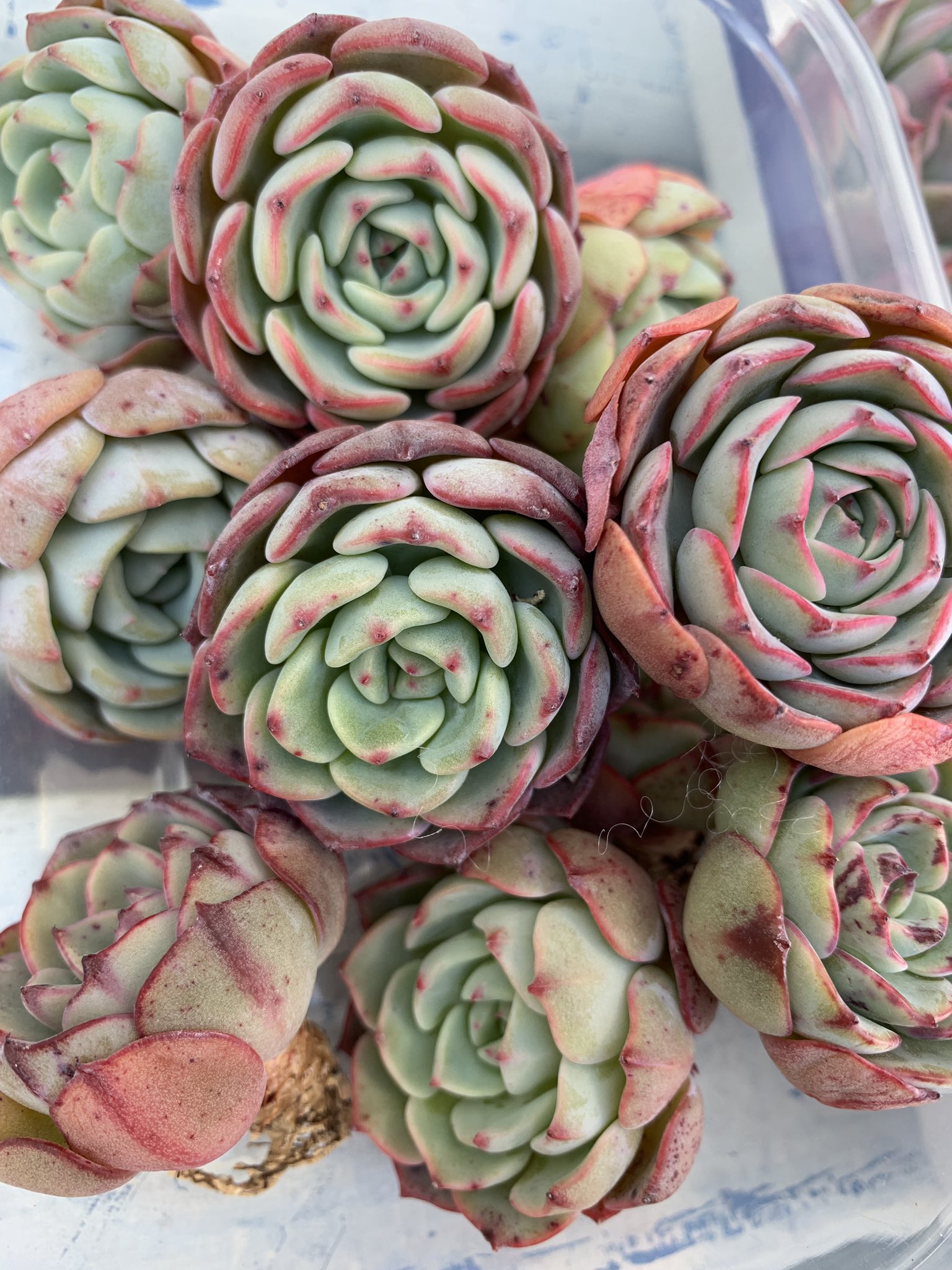 売約済♡多肉植物 韓国苗 prism プリズム