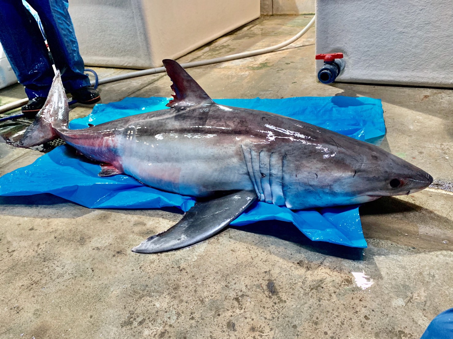 しまたろう あわしまマリンパーク公式 A Twitteren 淡島水族館情報 1 21 飼育 現場からの報告です 先日 お世話になっている漁師さんから 既に死亡しているがあまり見かけないサメが獲れた と連絡が入り見学と受取検討で行ってみると なんとハリウッド映画