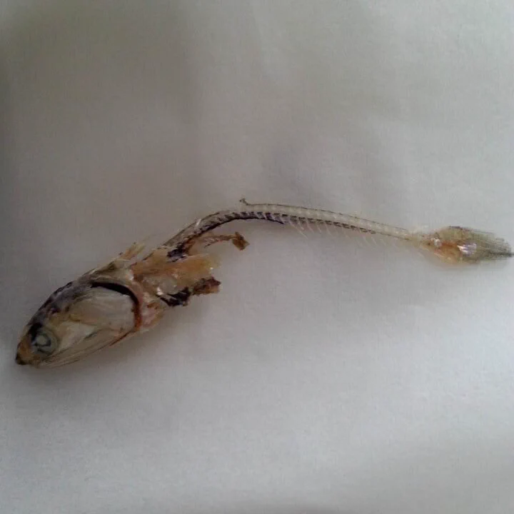 @momopyonkichi うちのハムちゃんも人間より綺麗に食べます… 