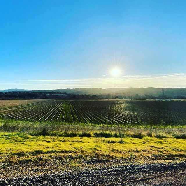 nealkb's tweet photo. Meanwhile in California. #sun #winter #wine #winelover #winecountry #winestagram https://t.co/Kdw1FUzsUl https://t.co/qVmpaPWLV1