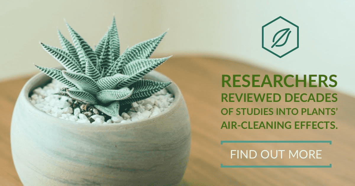 Active_IAQ's tweet photo. While existing research shows that #plants are capable of scrubbing the air of #pollutants and harmful chemicals, and it is also widely known that they are producers oxygen, little to no fact exists to their actual impact on #IndoorAirQuality. Read more: https://t.co/lZdfKppISh https://t.co/qGnRC4EA5W