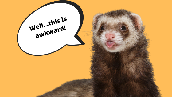 FerretWorld's tweet photo. People Are Mistaking Ferret Penises For Belly Buttons And Kissing Them...https://t.co/012OjG9VQ2 #ferret #ferrets https://t.co/OvWPaY8Hjw