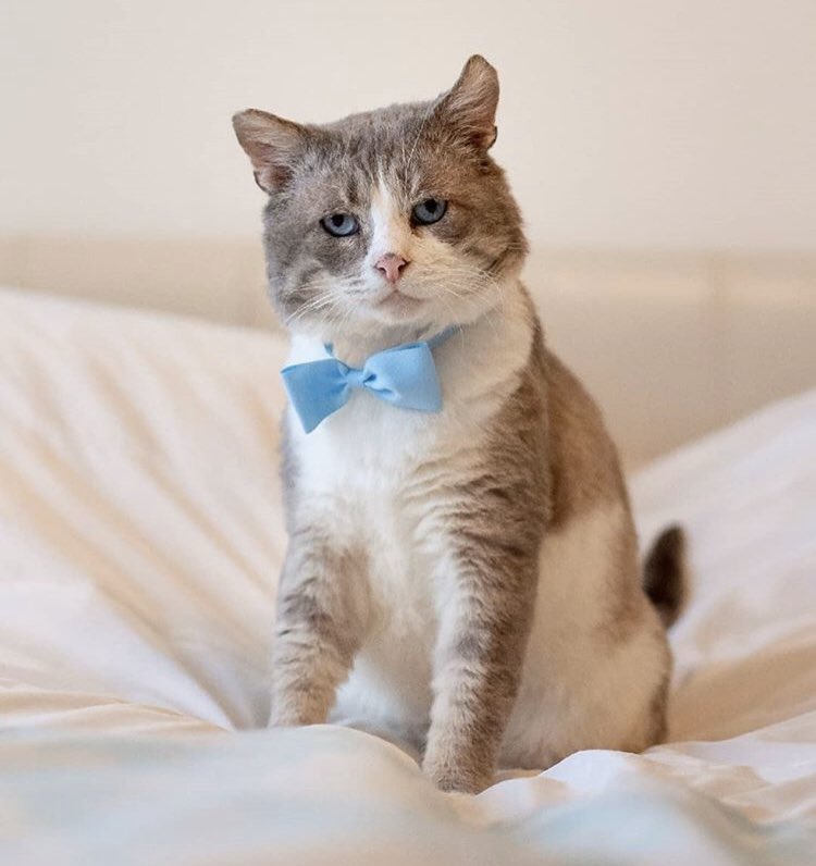 #Сеня_майскийдень ищет дом 89206776298 #приют_мд