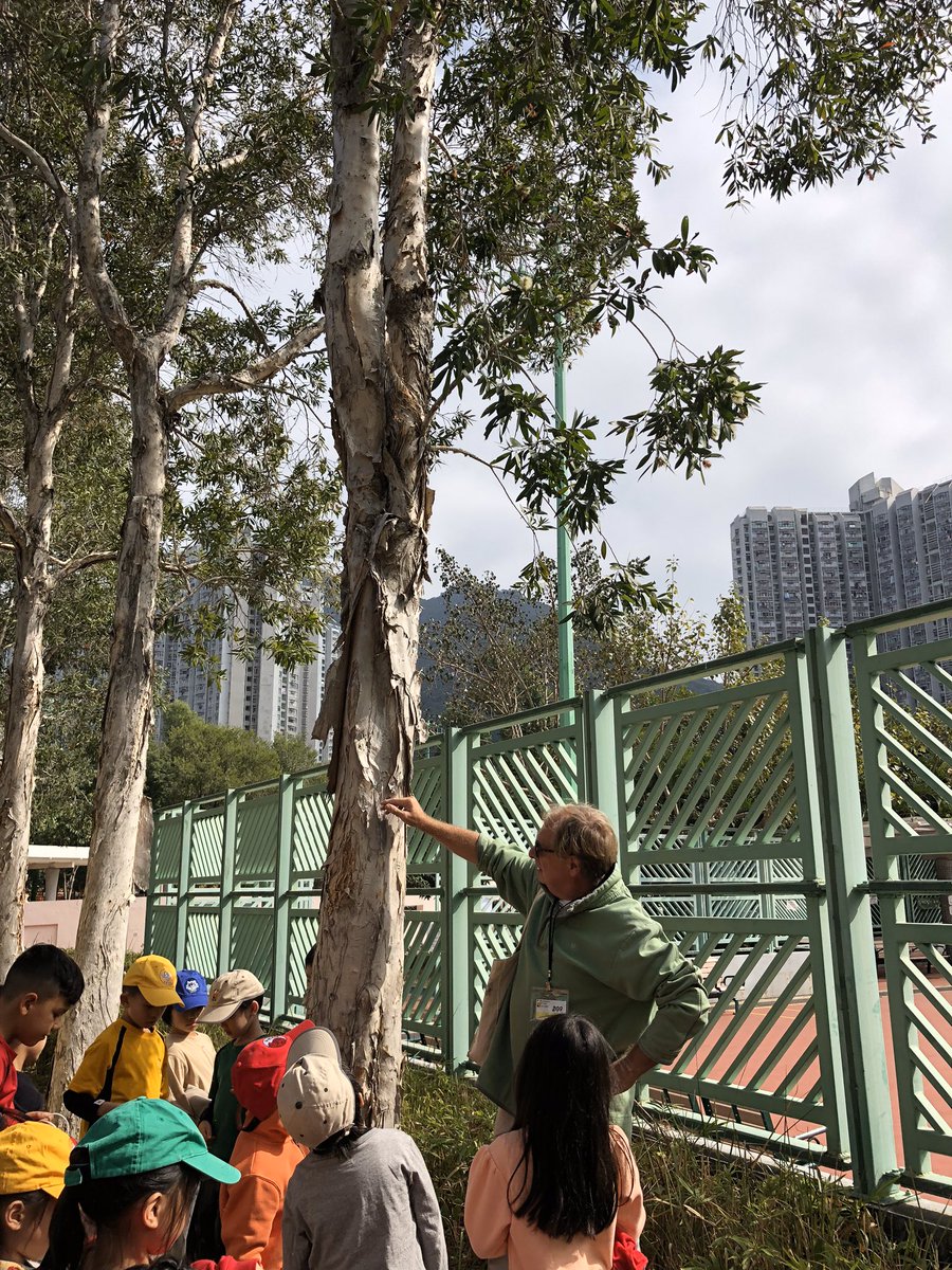 rocelesz1's tweet photo. Yesterday, Mr. Paul (horticulturalist) took us on a nature walk around the park. We learned about so many different kinds of trees and plants in Hong Kong- fig trees, elephant ear plant, eucalyptus trees, Bauhinia trees, powder puff plants, etc. https://t.co/wpI18mmKDx
