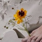 that's a Coreopsis my bad