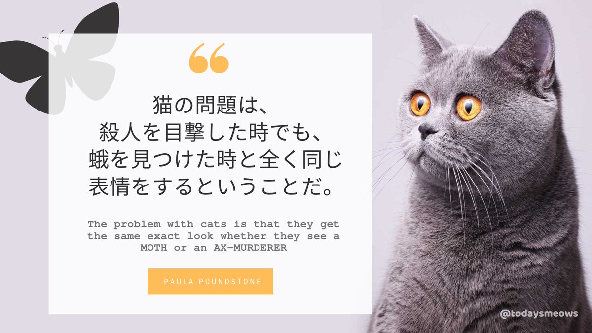 ほんじつのニャース 明るい猫ニュースだけ En Twitter アメリカのコメディアン ポーラ パウンドストーンの猫格言 猫は見たよ 名言 格言 偉人 目撃者 猫は見た びっくり ほんじつのニャース 明るい猫ニュースだけ En Twitter アメリカのコメディアン ポーラ パウンドストーンの猫格言 猫は見たよ 名言 格言 偉人 目撃者 猫は見た びっくり