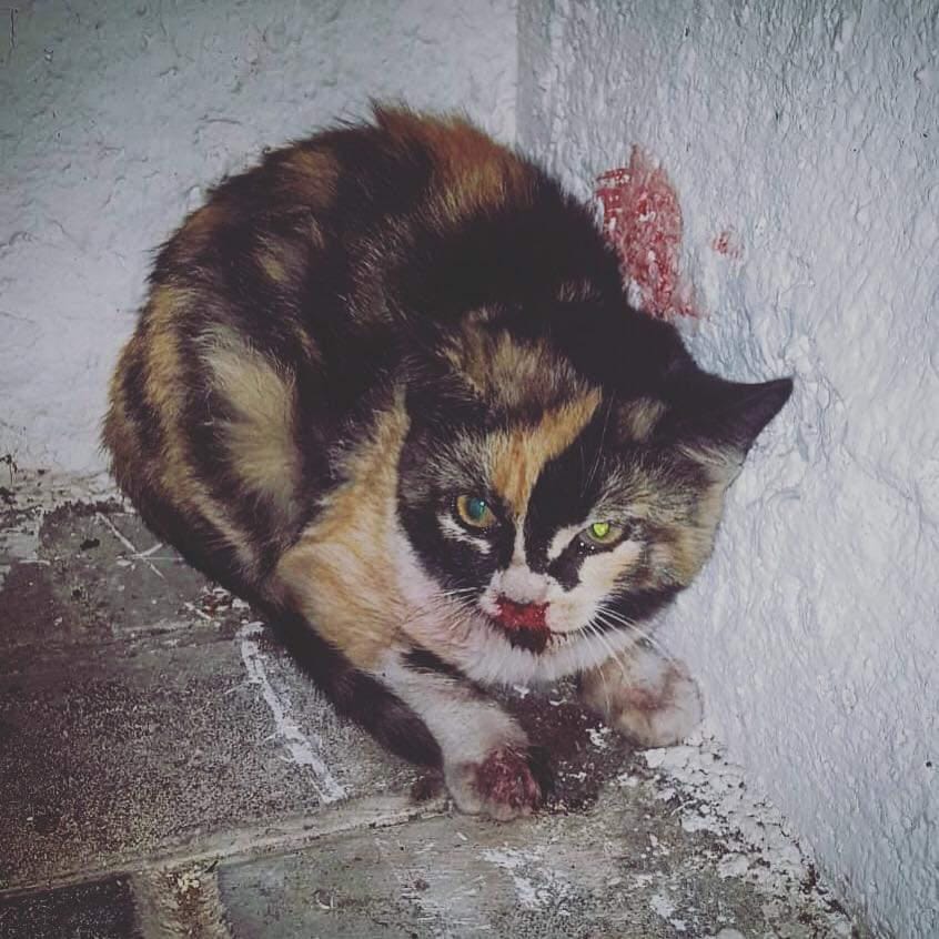 siviaromera1's tweet photo. ROBLEDO DE CHABELA MADRID
Desde hace 1 semana un grupo de salvajes está atacando a los gatos del municipio
Tienen entre 10 y 12 años les tiran piedras y les dan patadas. Han matado varios gatos de entre 4 y 6 meses
Colaboración para identificarlos
vane@asociacionhomelesscats.org. https://t.co/KlYATPTEVE