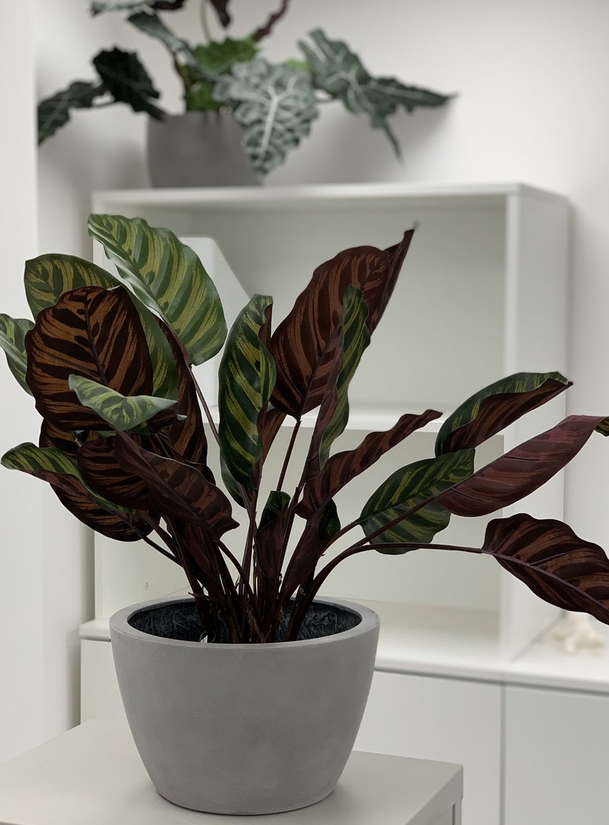 A few of our new range desktop planters. Available in any RAL colour but we think they look great in our concrete effect. #GRPplanters #interiordesign #desktop #designer #office #reception #plants #art #architect #plantpots #interiors