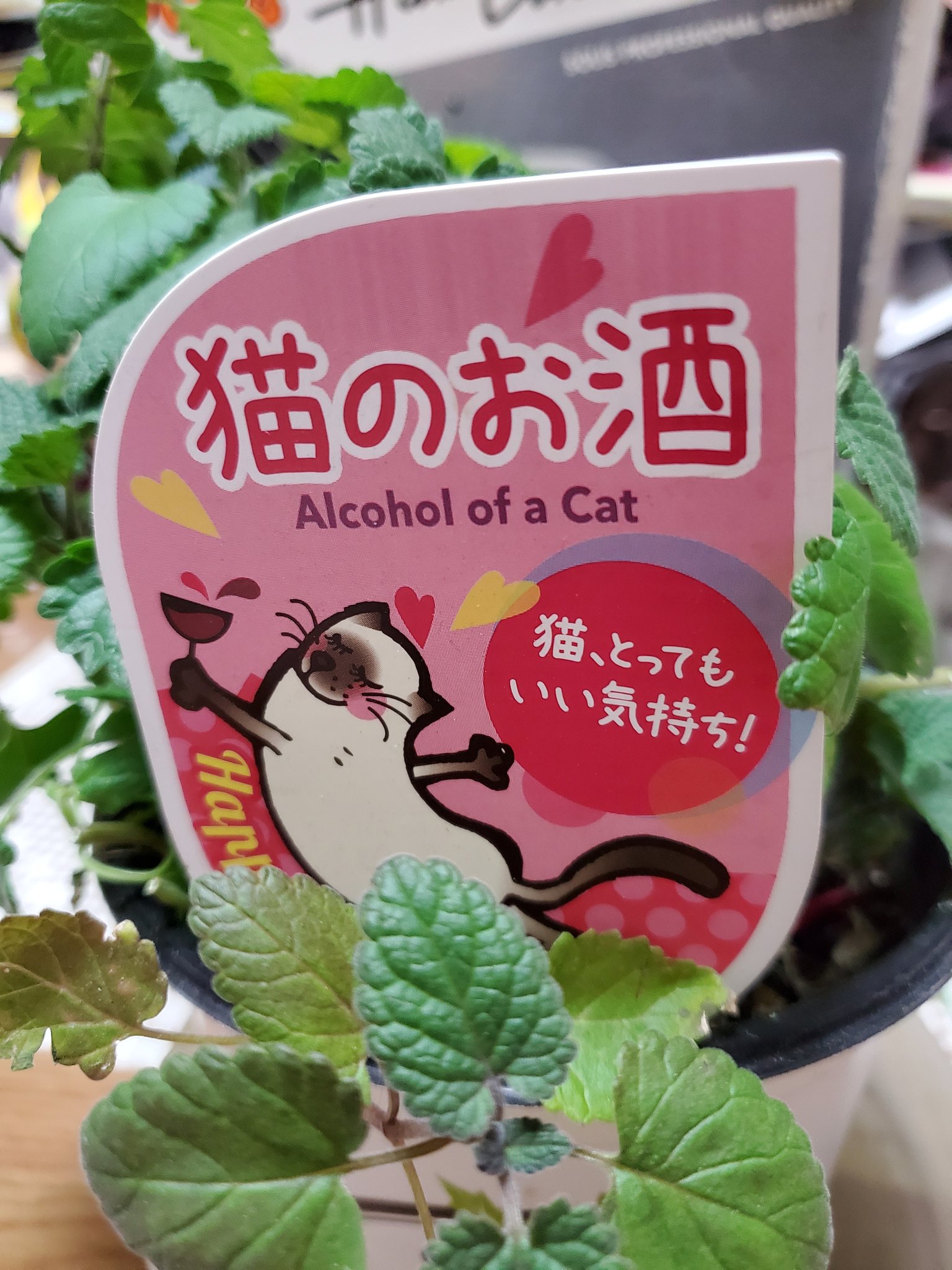 猫のお酒 Twitter Search Twitter