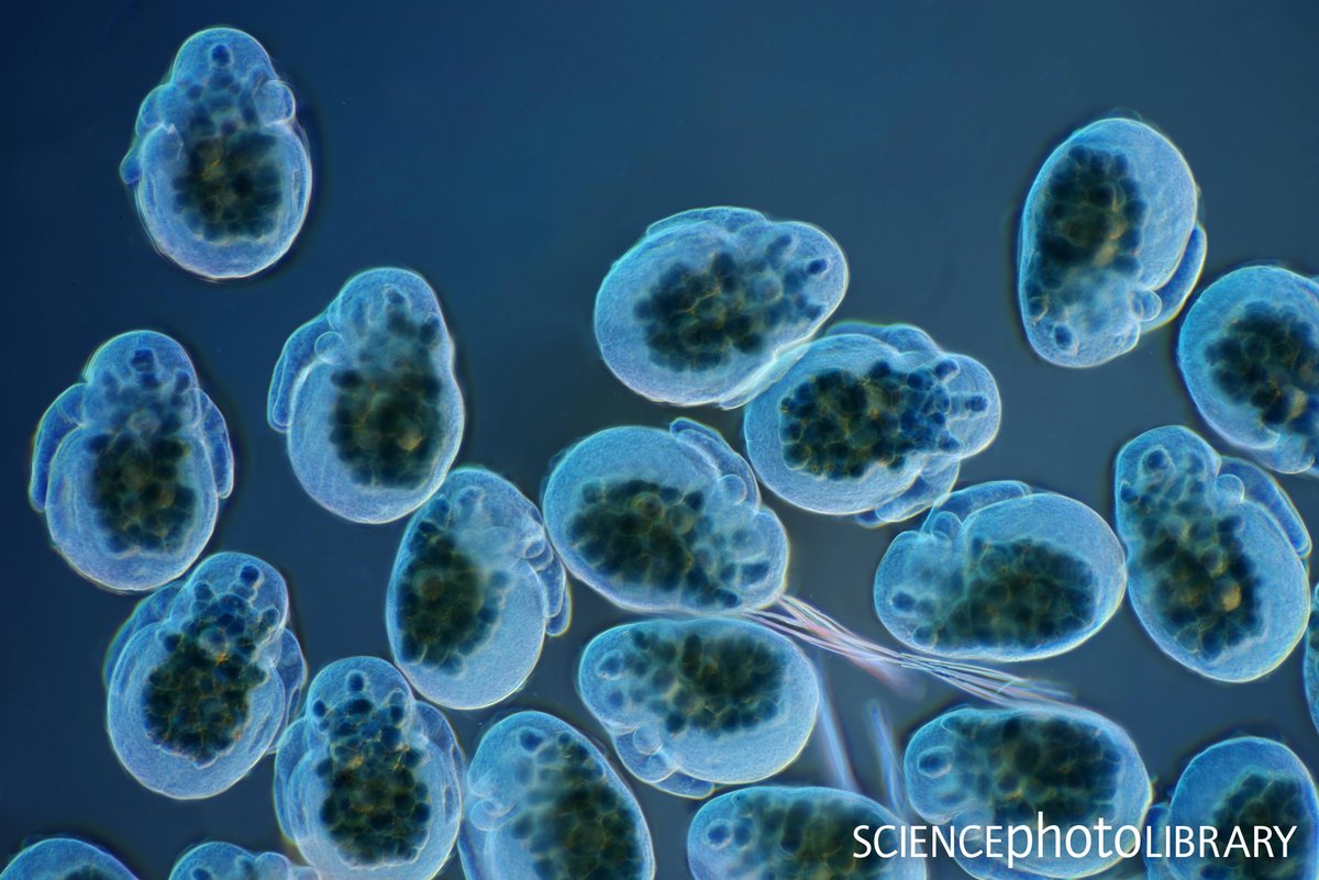 Sciencephotolibrary On Twitter Water Fleas Are Filter Feeders