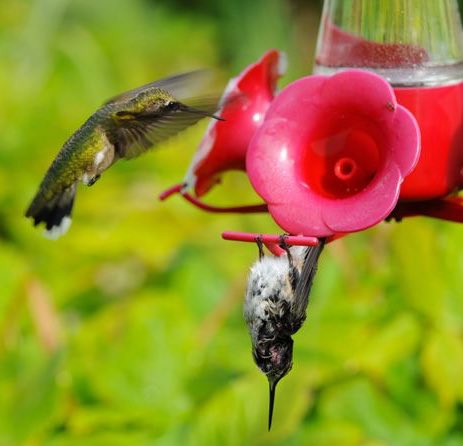 Most animals hibernate for weeks or months but some can enter hibernation-like states (torpor) on a daily basisFor animals with high-metabolic demands, like the hummingbird, this allows them to survive on a daily basis