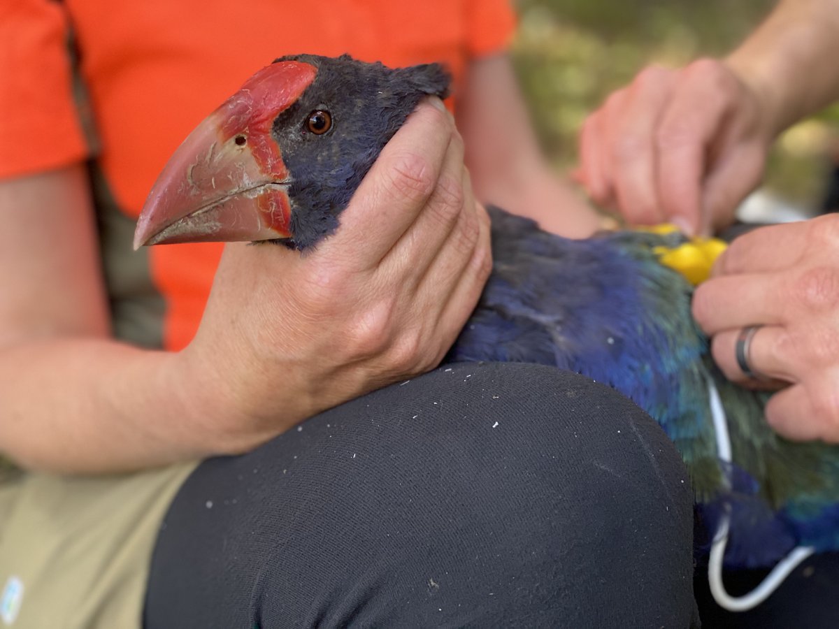 An adult takahē being fitted with a radio transmitter.