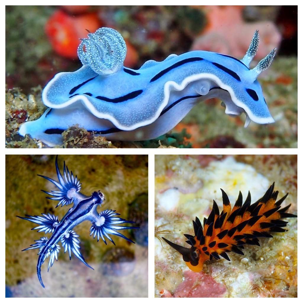 TrustMyScience's tweet photo. Quelques nudibranches (Nudibranchia), des petites créatures marines fascinantes. Les nudibranches sont des mollusques gastéropodes dépourvus de coquille. Le terme "nudibranches" vient du simple fait que leur branchies sont non protégées (nues).  #nudibranches #animaux https://t.co/R7ZH1o0c9g