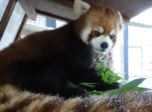 non_hoi_park's tweet photo. 【東海三県唯一、「のんほいパーク」にレッサーパンダの「リーファ」と「ショウショウ」がやってくる！！】

詳細は下記リンクよりご覧ください！
https://t.co/SYp82Plw8K

＃のんほいパーク　＃豊橋　＃動物園　＃レッサーパンダ https://t.co/sQBbWhYPOh