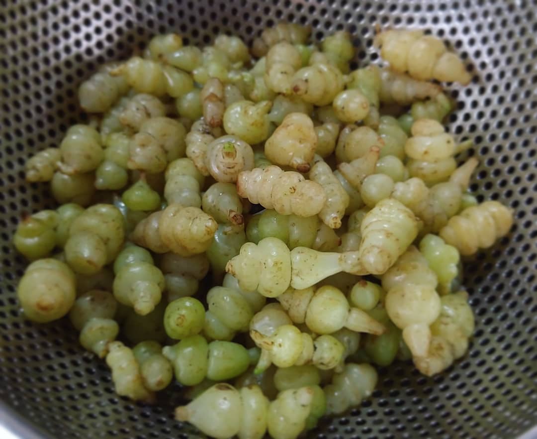 تويتر 長老喜 بحث في تويتر