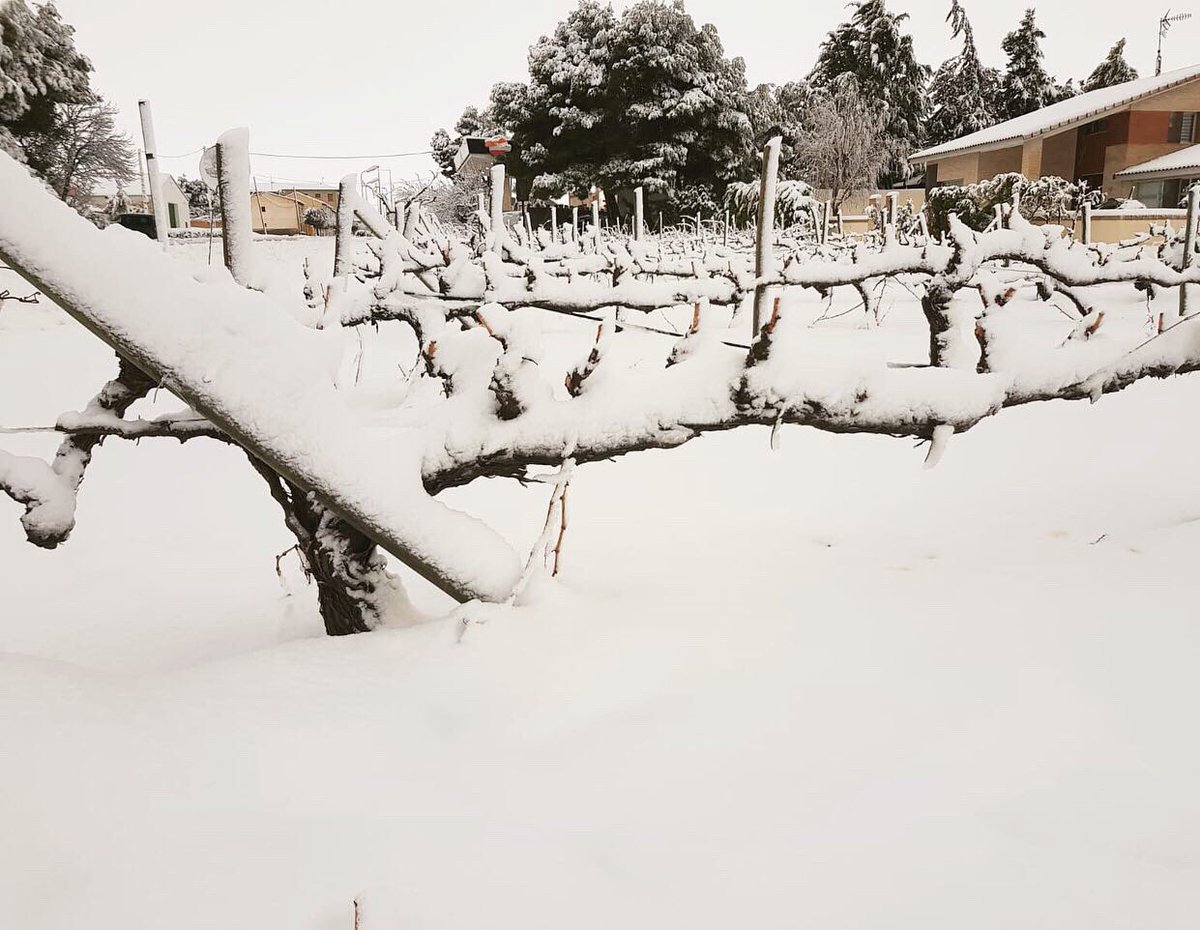 BodegasTempore's tweet photo. Así amanece nuestra #Bodega hoy!!!😍❄️Preciosas imágenes que nos ha dejado la #Nevada de esta madrugada☃️👏🏼
#Winter is really here!!!😍❄️Our #Winery woke up this morning full of #Snow☃️👏🏼 
#BodegasTempore #WineLovers #OrganicWine #VinoEcologico https://t.co/9thBNAFFs7