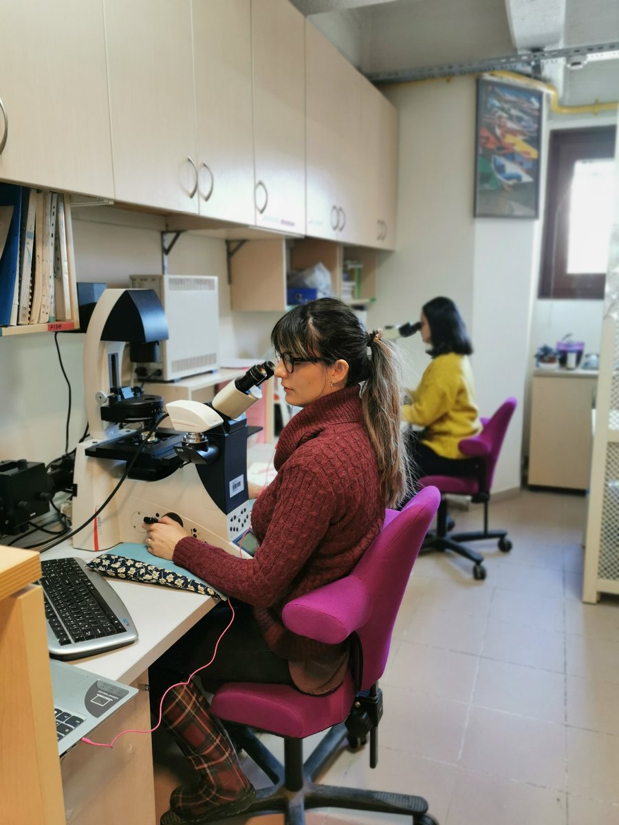 MetuLimnology's tweet photo. Counting frenzy @MetuLimnology zooplankton, ciliate, phytoplankton #daphnia, #strobilidiumcaudatum, #vorticellaoctava, samples from last year experiment, 2019 #DOC, #Huminfeed @aquacosm @BekliogluMeryem https://t.co/FPeB6rEvFG