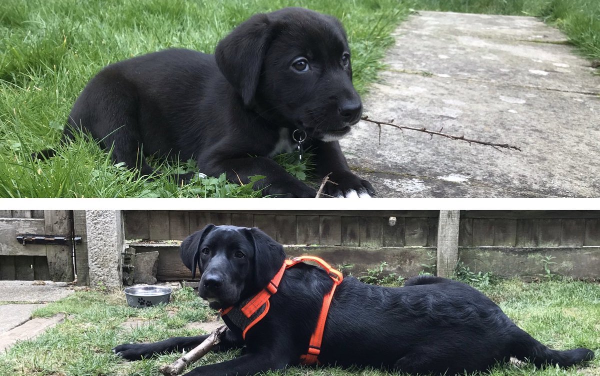 Let’s do a positive post today...
I don’t know if many of you remember my tweet about my new therapy puppy Diesel last year!?!
Well today is his a big number 1 Birthday🥰😍🥳Woo-Hoo🥳
Show me your beautiful pets below💜 #PinkstersAwareness #SickNotWeak #TherapyPet #PetsBirthday