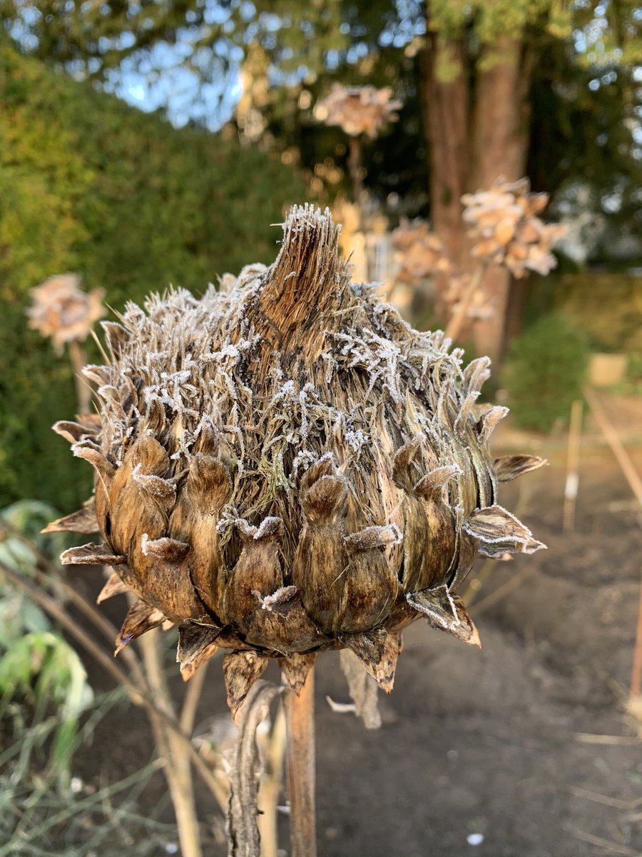 AF Garden School tweet media