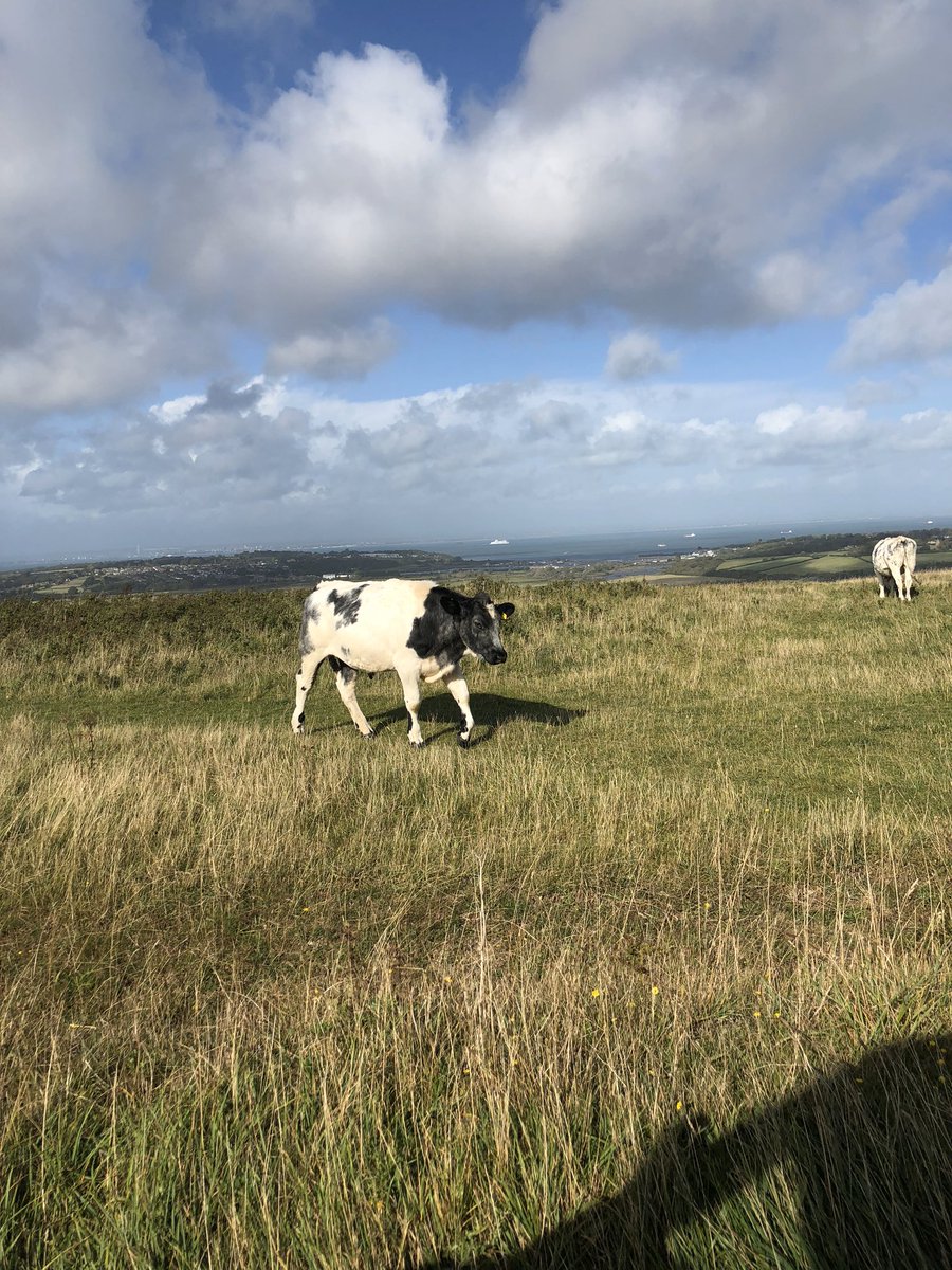 KentMediate's tweet photo. In today’s happy news, Bunter, a New Zealand cow, left depressed when her bovine pal died, has found happiness in the company of her therapy goat, Peaches. #mediatekent #maidstone #mediation https://t.co/8Xooif8e2P