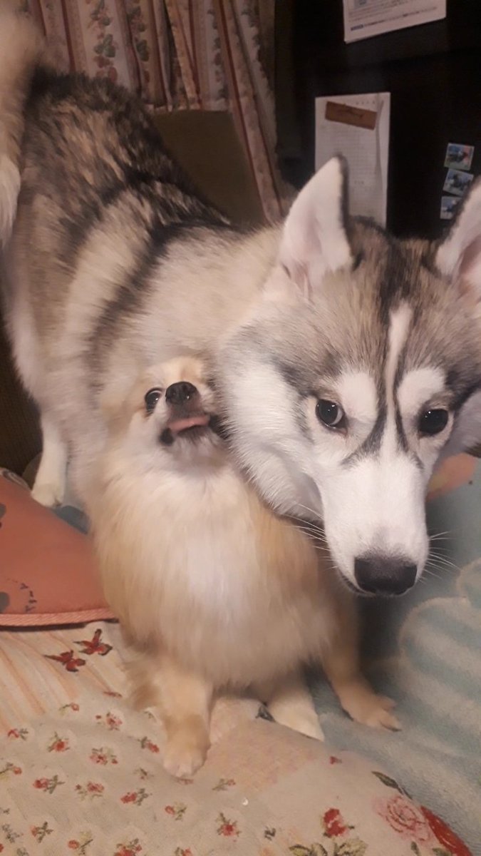 ゆうな な 仲良 し 笑 シベリアンハスキー ポメラニアン ハスキー ポメ Siberianhusky Pomeranian T Co Ovhqdkrddq Twitter ゆうな な 仲良 し 笑 シベリアンハスキー ポメラニアン ハスキー ポメ Siberianhusky Pomeranian T Co Ovhqdkrddq Twitter