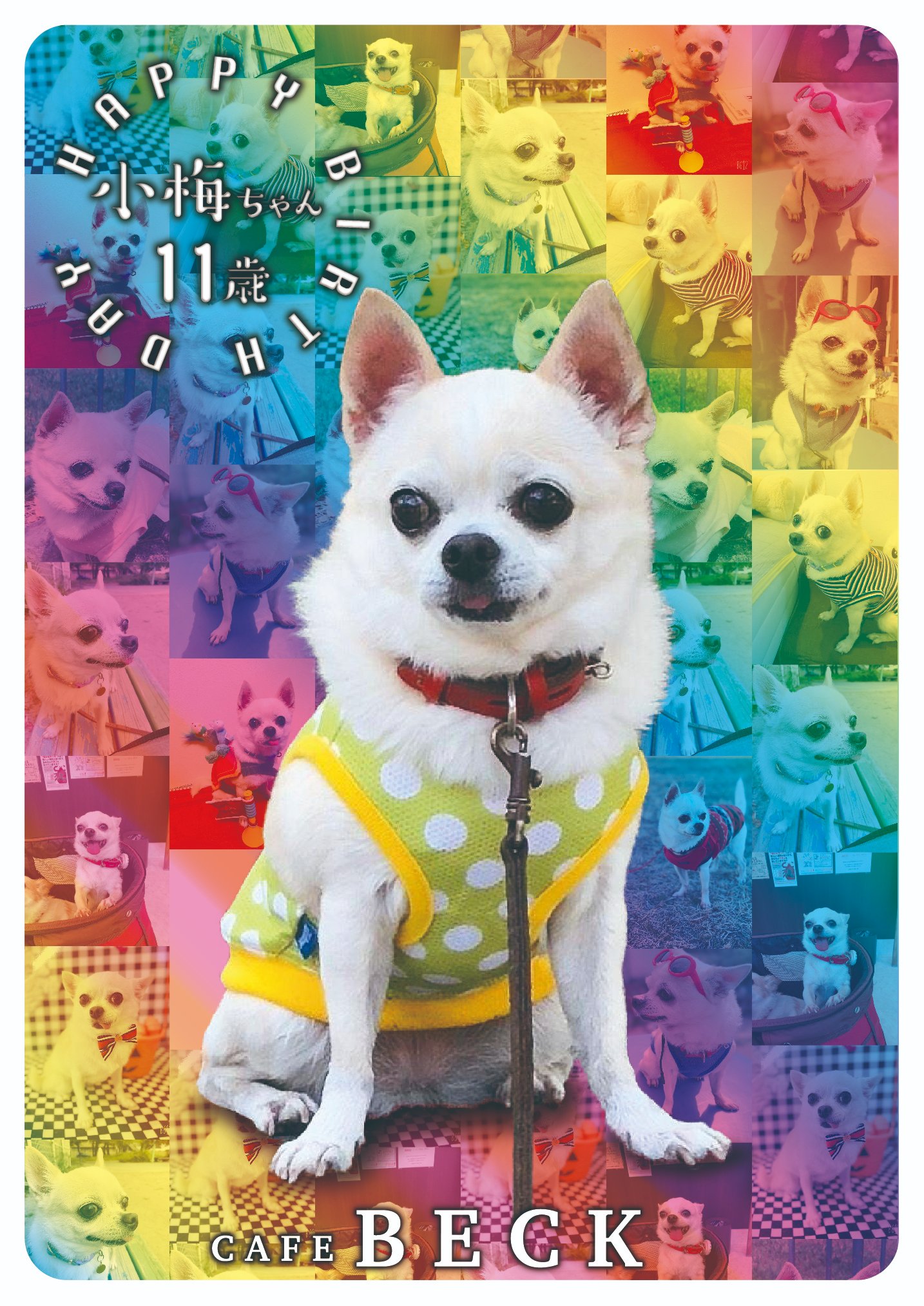 Dog Cafe Beck In Japan Uganmiyon4 Twitter