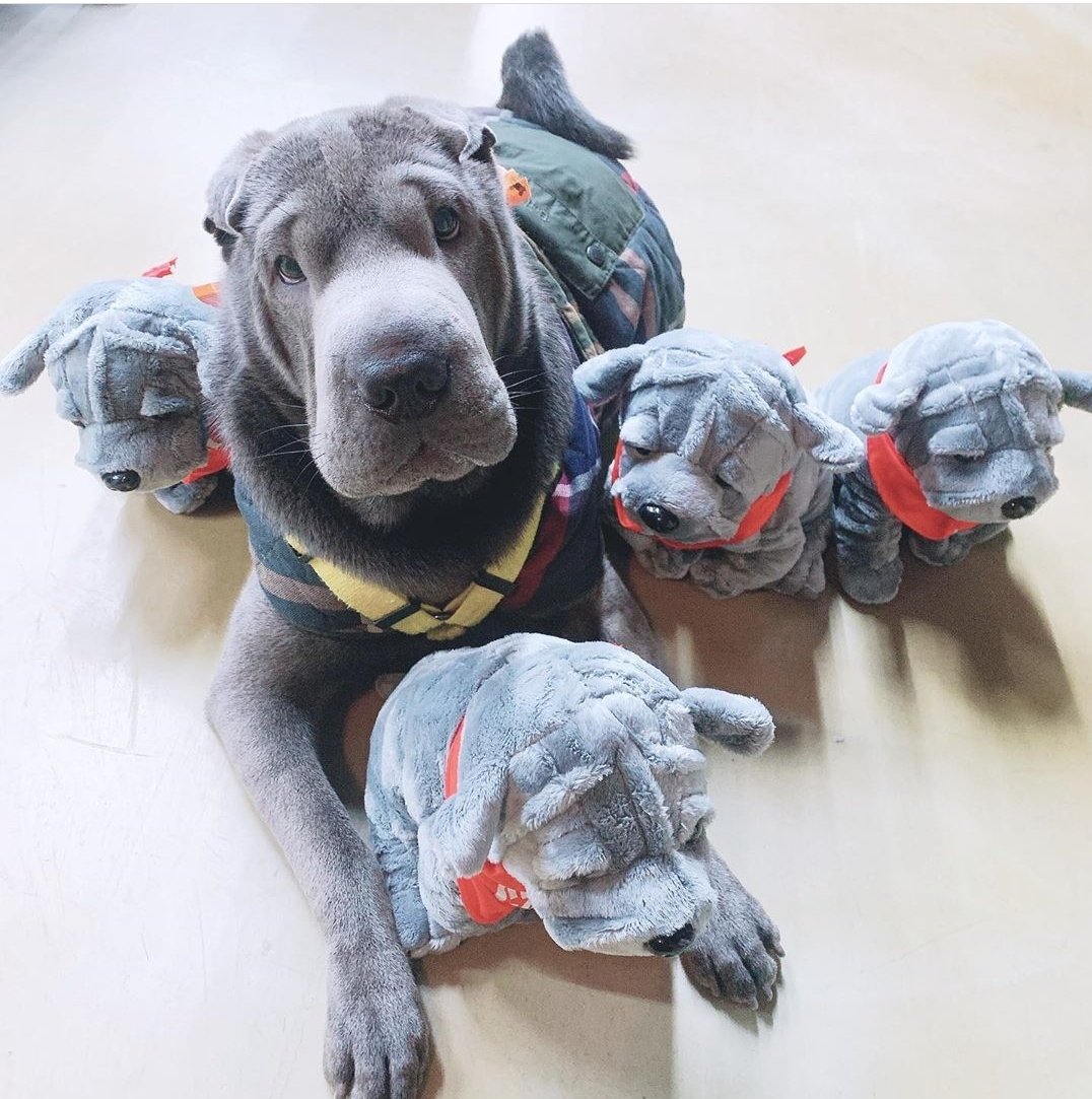 stansjuni's tweet photo. will we be able to see your babies up close? 😍❤
So cute
@VavCash @twt_VAV @VAV_official
#CashVAV #VAV #CashToy https://t.co/i1lNc6yIzO