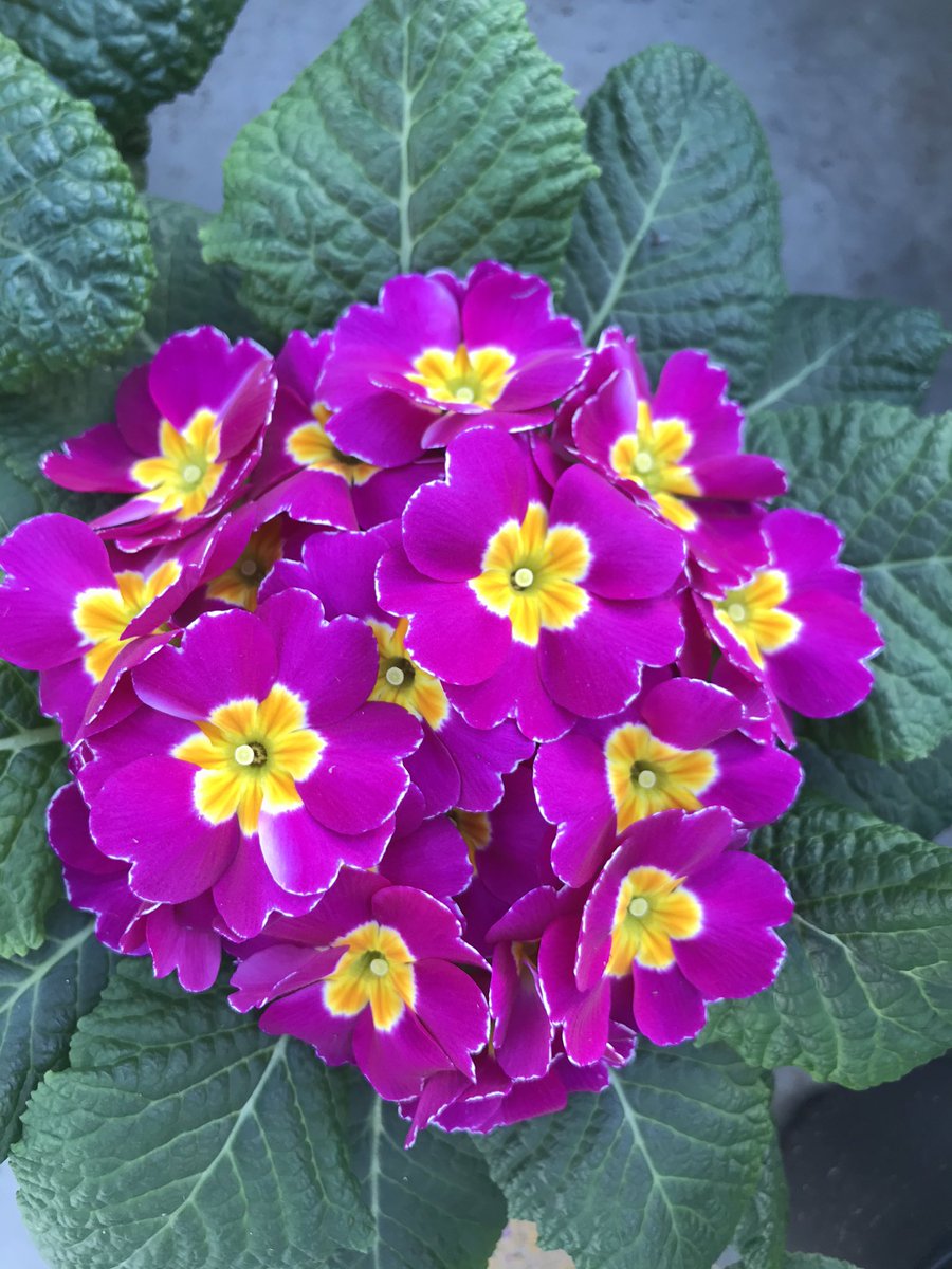 Happiness is smelling these cheerful primroses on a cold winter morning!
