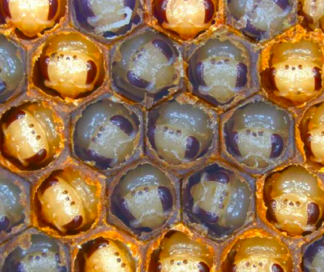 HiveBook's tweet photo. Queen bees more likely to be executed by their workers if they mate with multiple males - research by Francis Ratnieks, Professor of Apiculture at @SussexUni has been published this week.
#BeeBehaviour #HIVEBOOK https://t.co/fIrk609nod