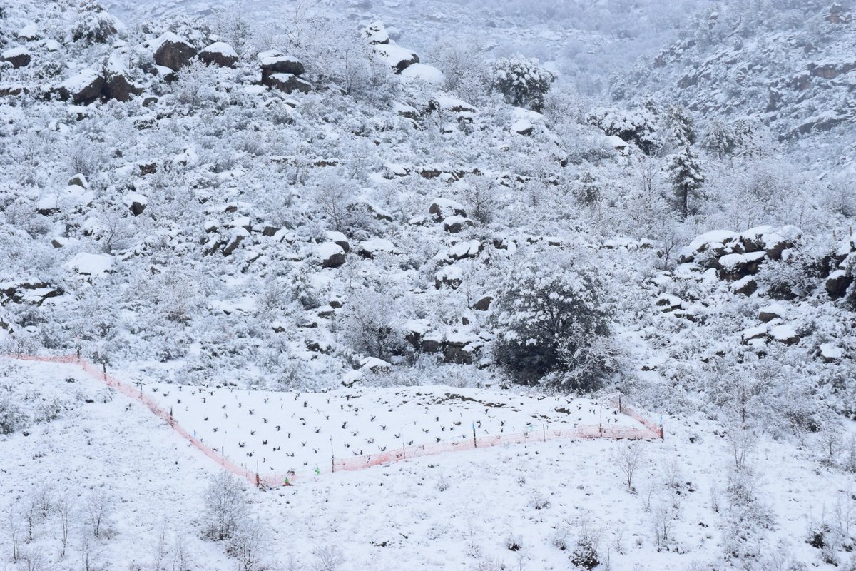 Lots of #Snowfall last night in the Gredos. This #garnacha vineyard close to Navatalgordo is covered with snow. #sierradegredos #winecountry