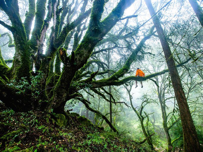 Did you know that spending time in nature has significant health benefits? Research show that exposure to green spaces reduces the risk of type II diabetes, cardiovascular disease, premature death, and high blood pressure. 

Conclusion: go hug a tree! 😄 #NationalHugDay