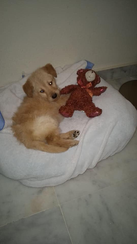 amigosdebingo's tweet photo. Vemos estos bebés calentito en sus acogidas y no se nos quita d cabeza q se acercan días d frío,lluvia,nieve y viento.Q injusto es q todos los días nos pasen y veamos en páginas animales abandonados.Seamos + conscientes,mejores personas y +empáticos. Su dolor lo causamos nosotros https://t.co/qD2r7Hee9v
