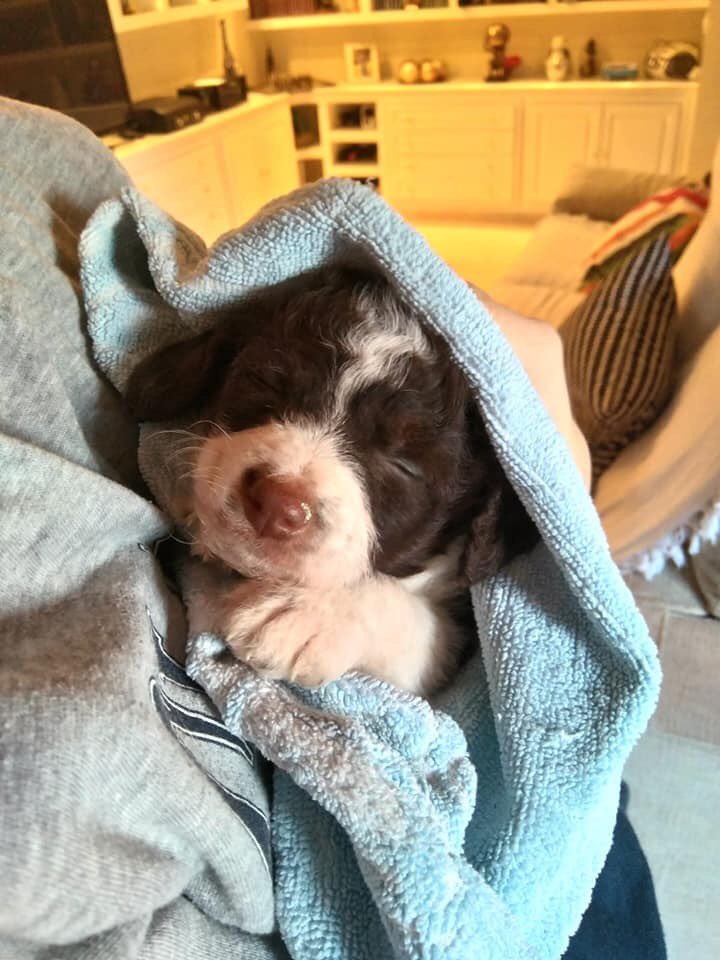 amigosdebingo's tweet photo. Vemos estos bebés calentito en sus acogidas y no se nos quita d cabeza q se acercan días d frío,lluvia,nieve y viento.Q injusto es q todos los días nos pasen y veamos en páginas animales abandonados.Seamos + conscientes,mejores personas y +empáticos. Su dolor lo causamos nosotros https://t.co/qD2r7Hee9v
