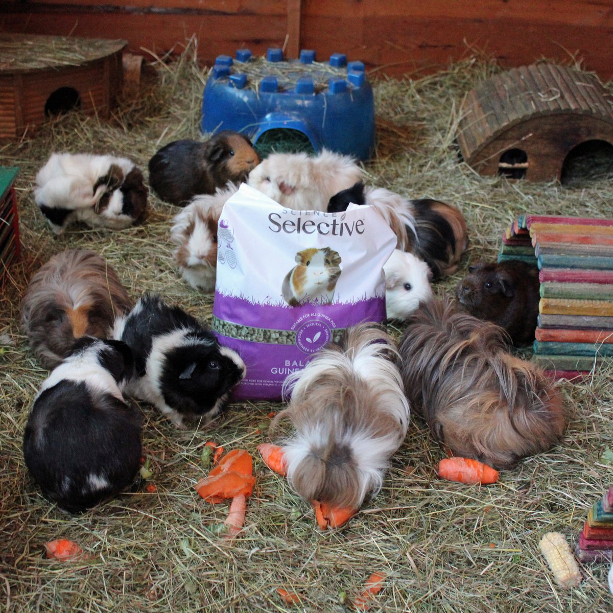 Thank you Matthew for your kind gift!

If anyone else would like to contribute to our upkeep, our Amazon wishlist is below (or go to "find a list" on Amazon and search for Surrey Squeakers)

:)

amazon.co.uk/hz/wishlist/ls…