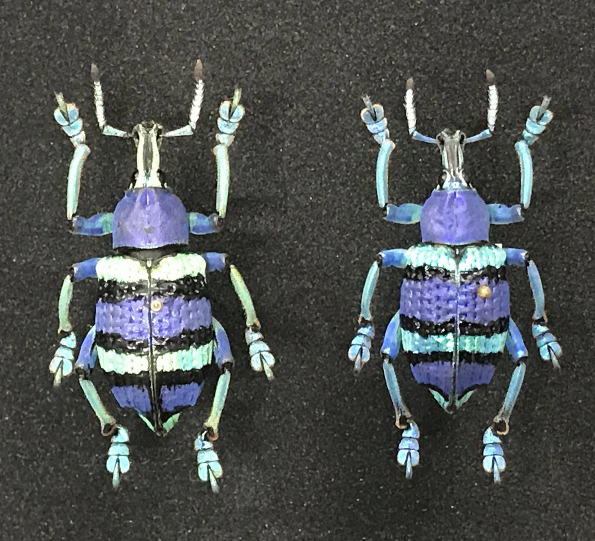 新着標本】 ショーエンヘルホウセキゾウムシが入荷しました。 広域に