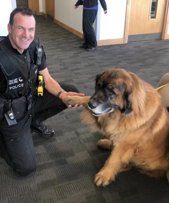 OscarRomeo1268's tweet image. The only time I want to see a riot in the Police Station. A mere slim lad at only 62kgs! What a beauty #Riot #TherapyDogs #IPredictARiot #Leonberger