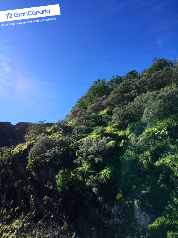 The bloom on the #almond trees add a splash to #Valsequillo, where they are celebrating the grand Almond Trees in Bloom Fiesta this weekend. A colourful spectacle indeed! #GranCanaria #GreatDestination bit.ly/30HBpVu