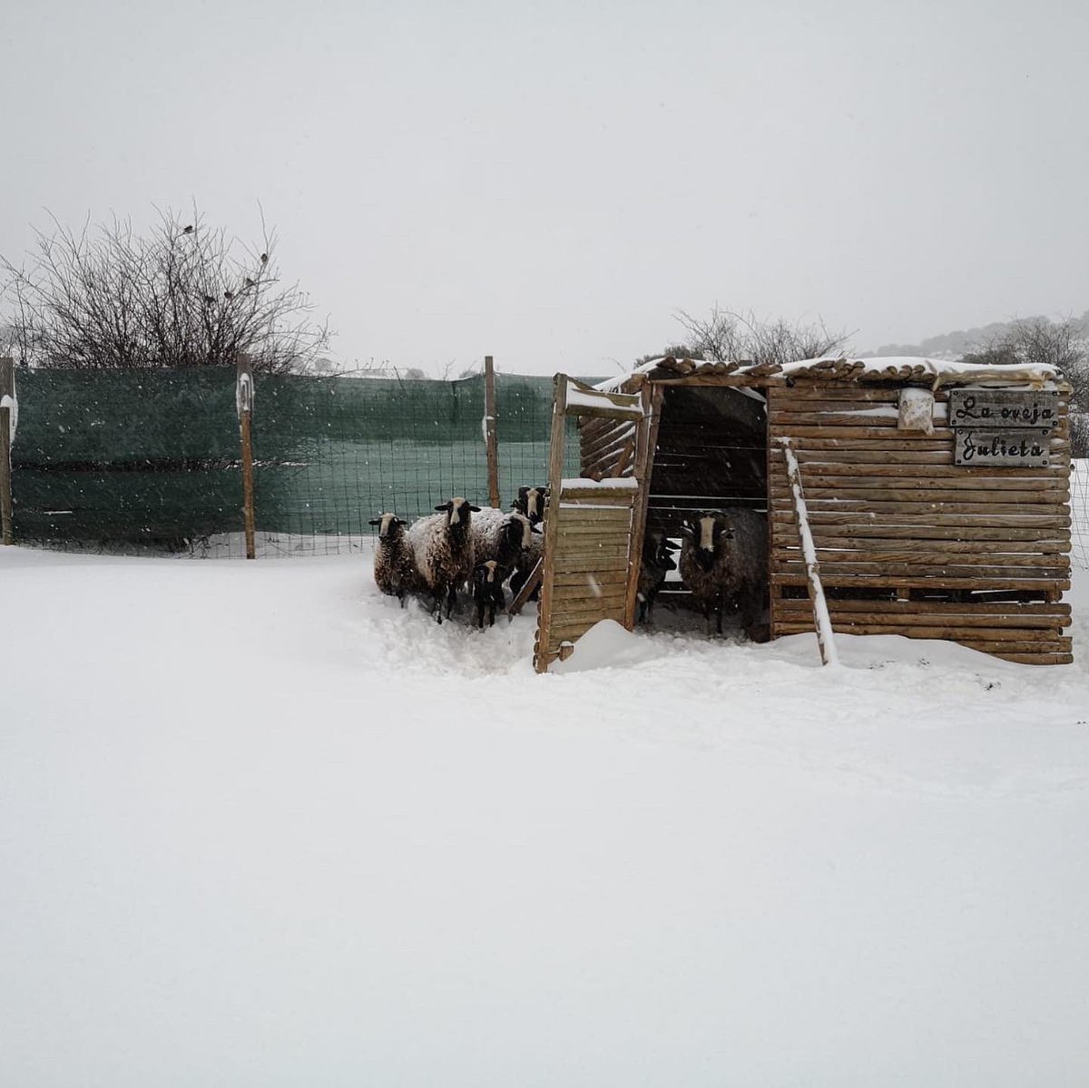 ElTioCarrascon's tweet photo. Así está #Cerveruela esta mañana ☃️ un paisaje precioso y unos cuantos centímetros de #nieve ❄️ Eso sí, los animales tienen que comer así que a trabajar a la #granja #gloria https://t.co/1rkWxfbpno