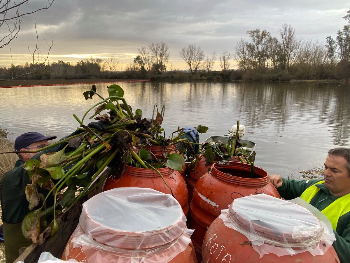 extremaduraverd's tweet photo. En Extremadura Verde, estamos buscando una utilidad rentable al camalote, con el fin de obtener algún tipo de resultado positivo de los trabajos que se realizan día tras día en el Guadiana... Conoce más de nuestro I+D+I FORESCAMALOTE https://t.co/S8D3kWiYFy https://t.co/yFbn4CmhPI