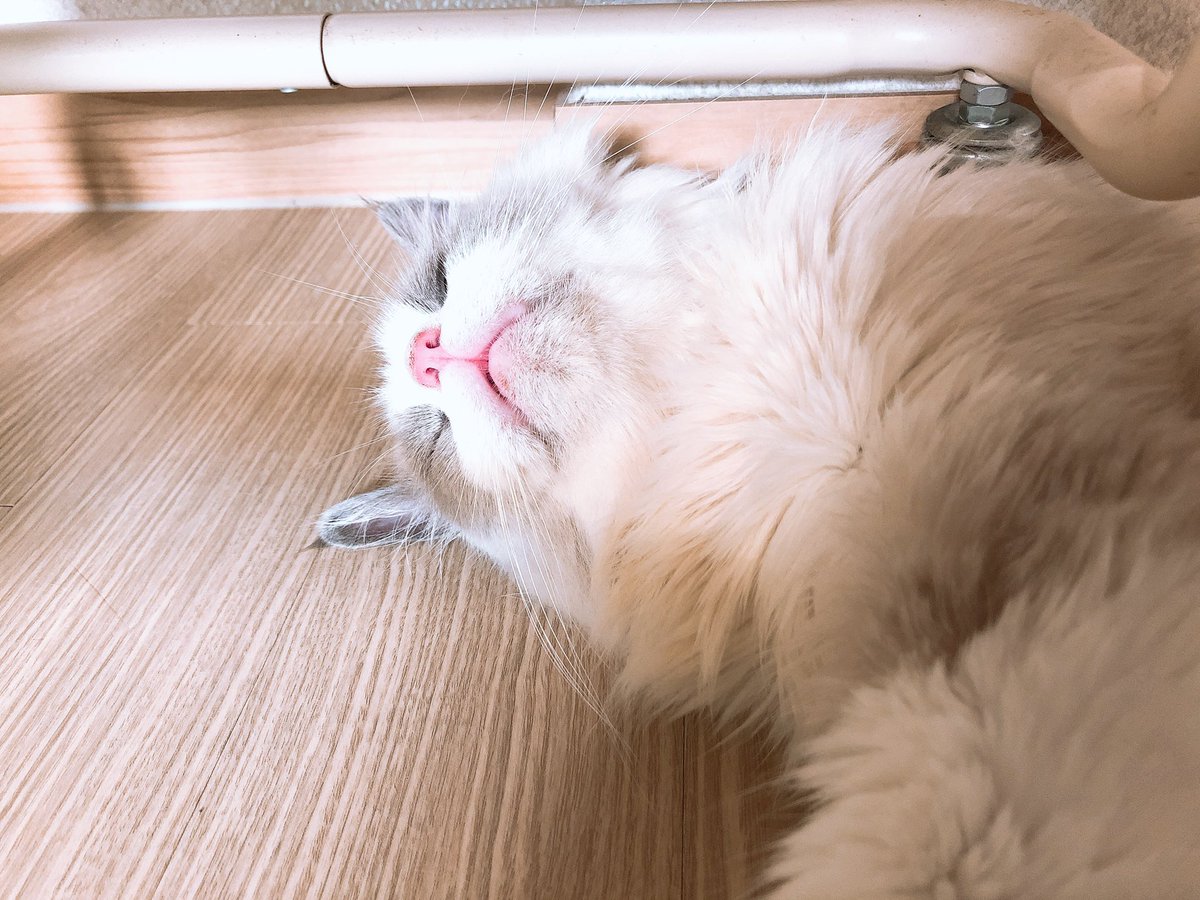 cat_soso_'s tweet photo. https://t.co/4uwKDXGBQe
