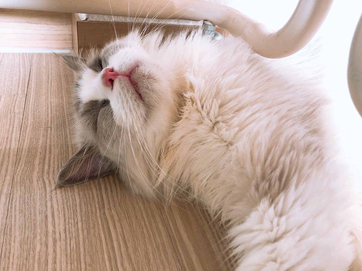 cat_soso_'s tweet photo. https://t.co/4uwKDXGBQe